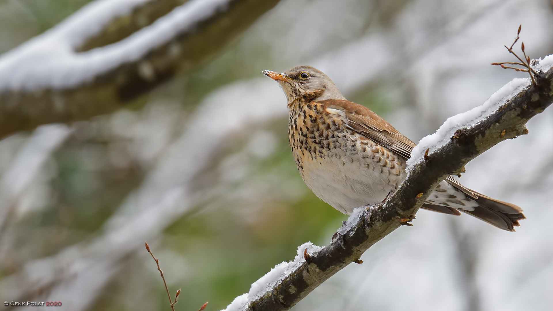 Fieldfare